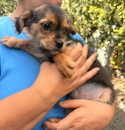 PINO, dunkel- und hellbraun male puppy Mixed Breed for adoption at Seelentiere e.V.