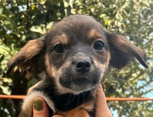 ZORA, dunkel- und hellbraun female puppy Mixed Breed for adoption at Seelentiere e.V.