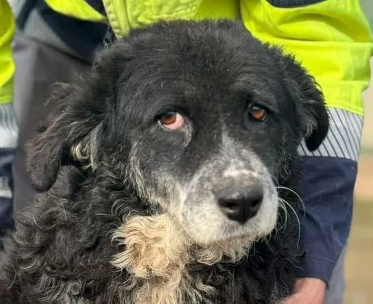 OLGA, schwarz-weiß female senior Mixed Breed for adoption at Seelentiere e.V.