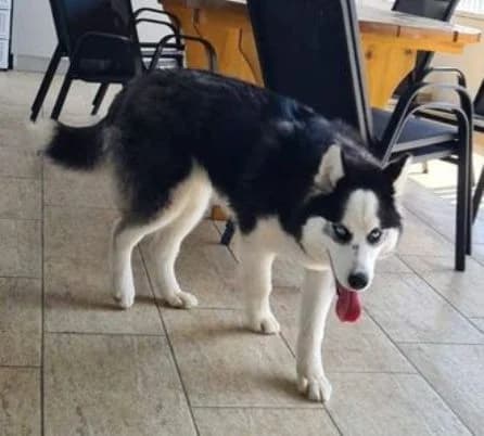 FELIX2, schwarz-weiß male 4yo Husky for adoption at Seelentiere e.V.