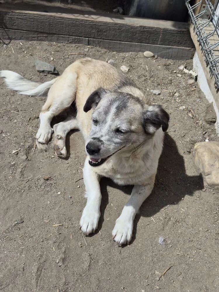Chica (Klein - geb. 09/16) Gnadenplatz gesucht, female senior Mixed Breed for adoption at SOKO Streuner e.V., Bochum