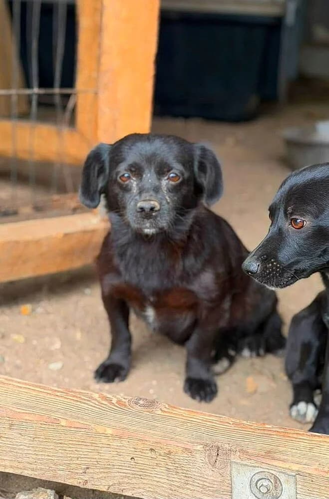 Fienchen(Klein - geb. 10.06.2023), female 3yo Mixed Breed for adoption at SOKO Streuner e.V., Bochum