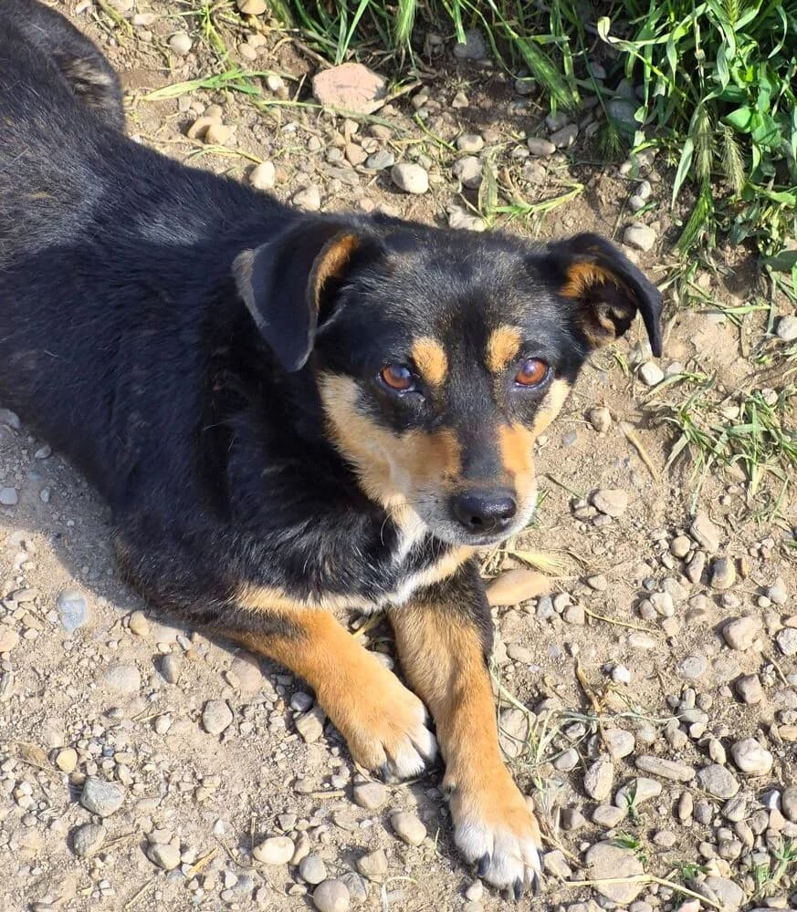 Froschi (klein), female 3yo Mixed Breed for adoption at SOKO Streuner e.V., Bochum