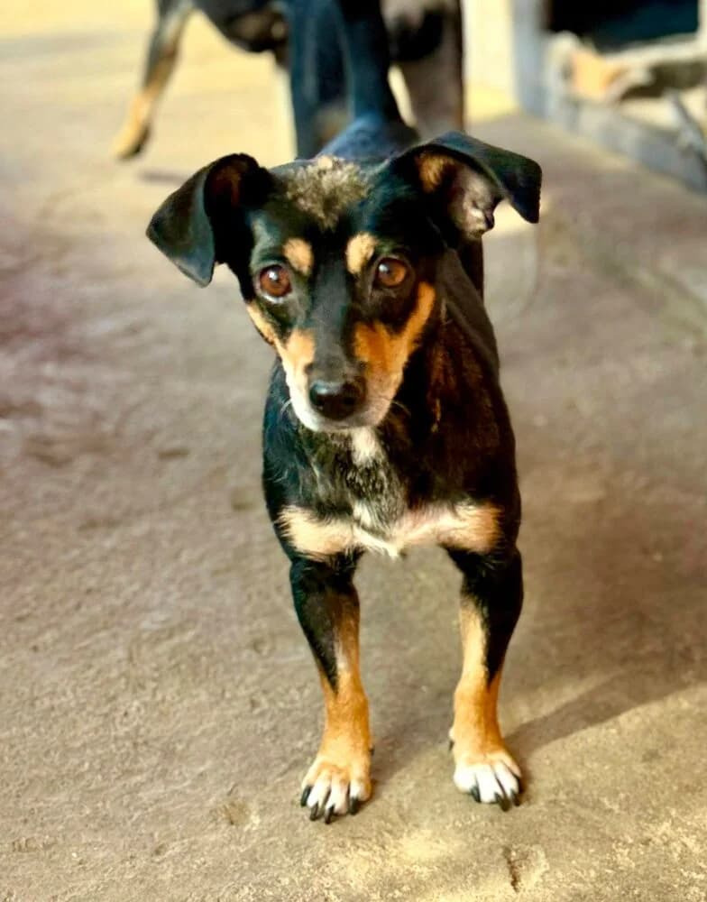 Froschi (Klein - geb. 12/22), female 3yo Mixed Breed for adoption at SOKO Streuner e.V., Bochum