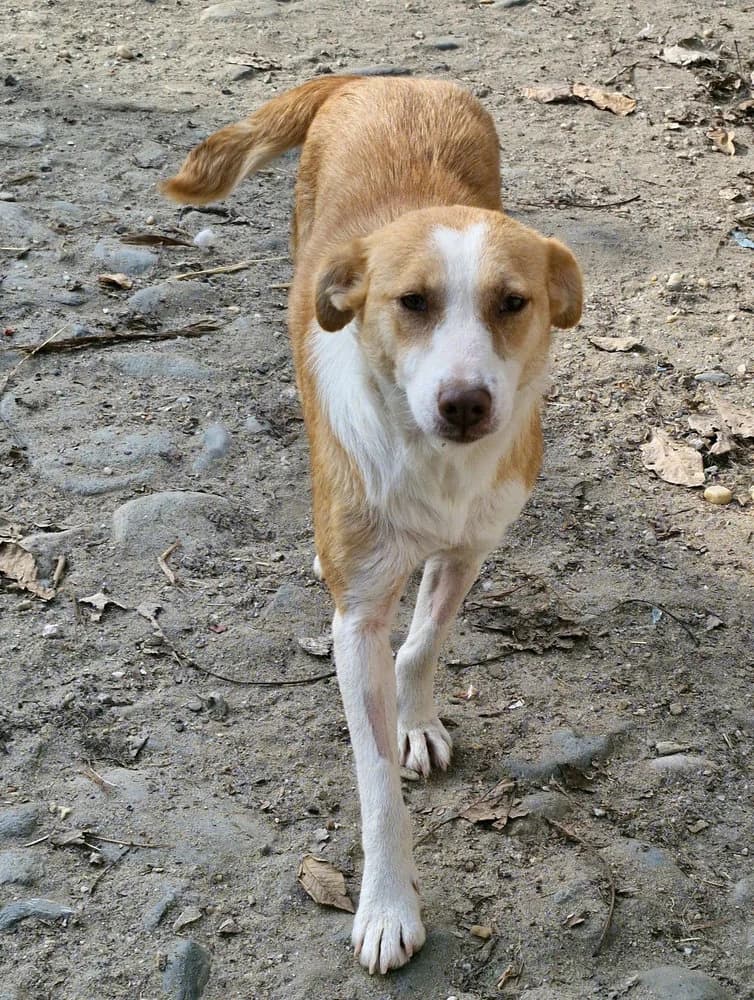 Jenny (Mittelgroß - geb. 05/22), female 4yo Mixed Breed for adoption at SOKO Streuner e.V., Bochum