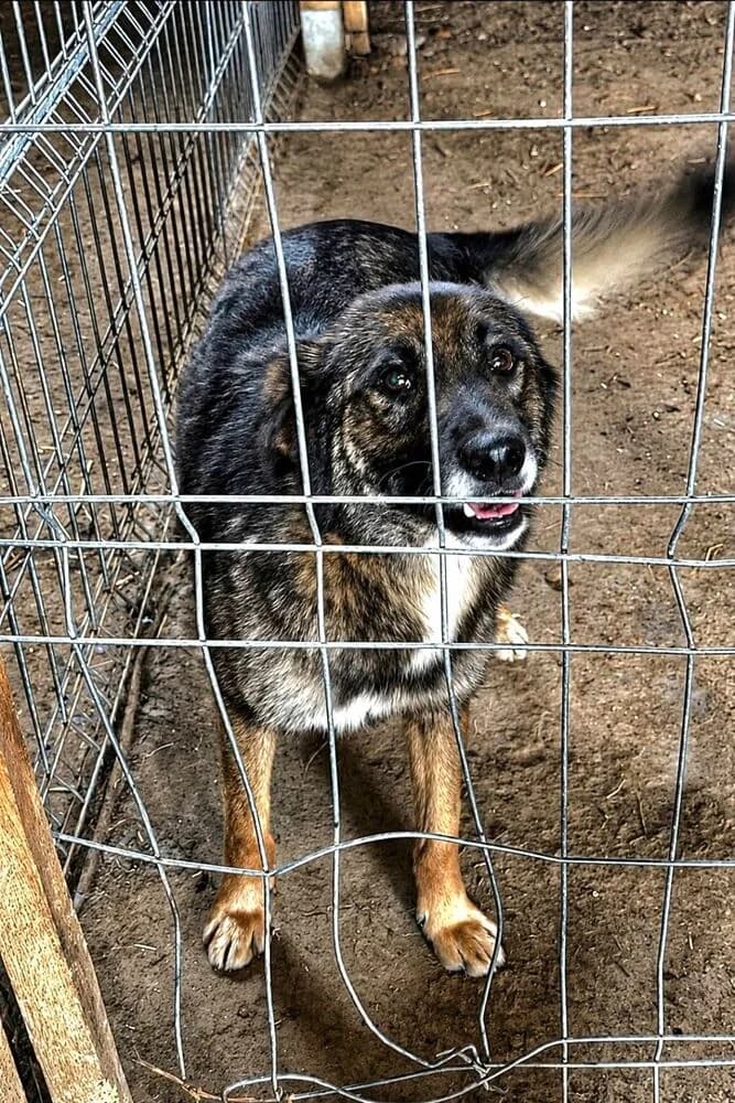 Juni (Mittelgroß - geb. 12/24), female young Mixed Breed for adoption at SOKO Streuner e.V., Bochum