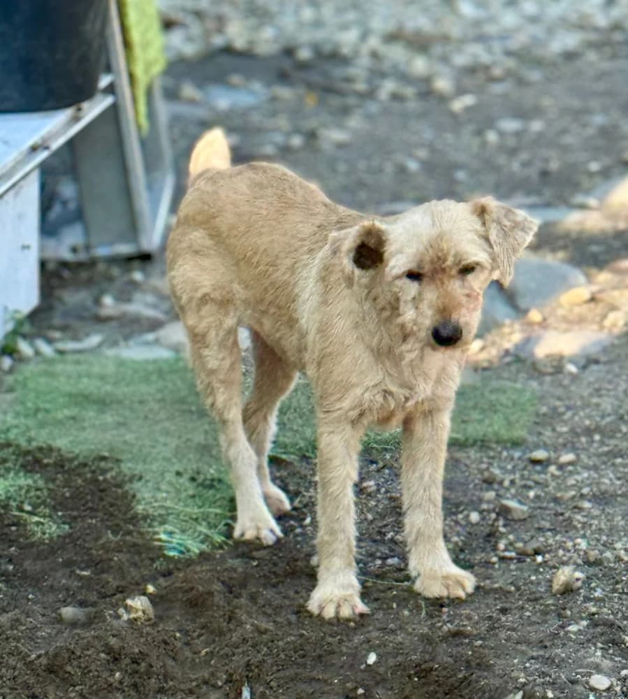 Lioba, female 4yo Mixed Breed for adoption at SOKO Streuner e.V., Bochum