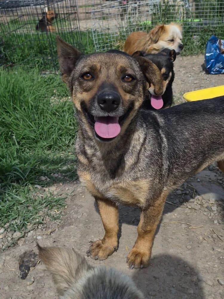 Maggie, female 4yo Mixed Breed for adoption at SOKO Streuner e.V., Bochum