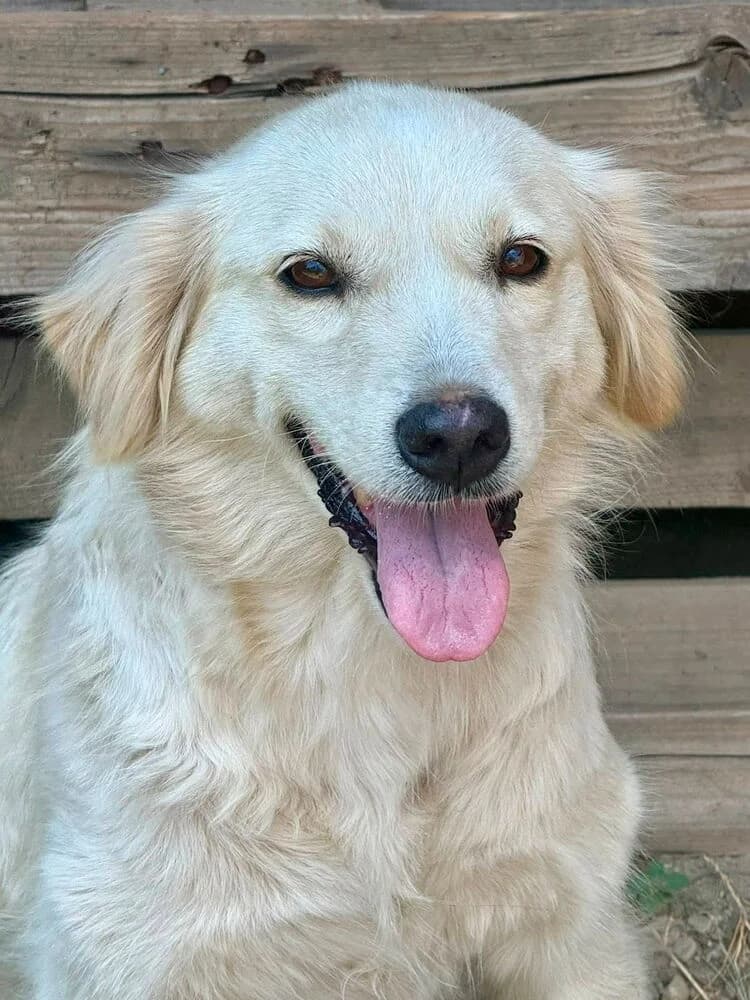 Marilyn (Mittelgroß - geb. 02/18), female senior Mixed Breed for adoption at SOKO Streuner e.V., Bochum