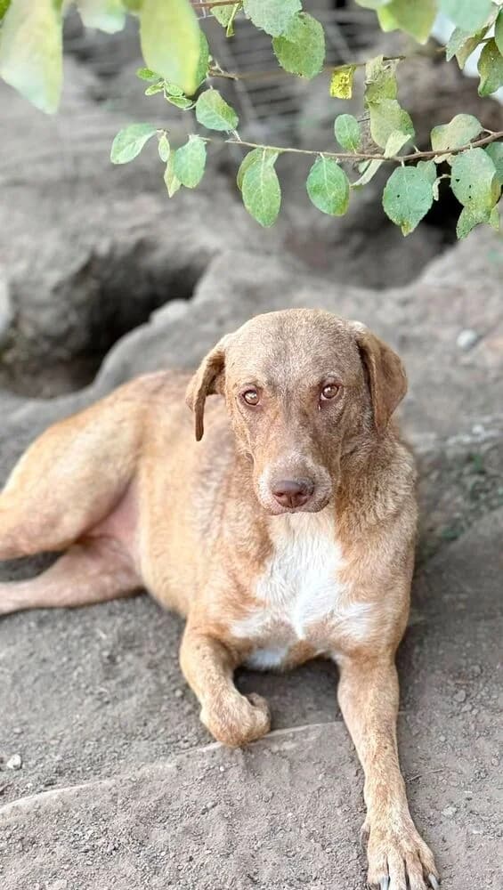 Meru (Groß - geb. 10/23), female 3yo Mixed Breed for adoption at SOKO Streuner e.V., Bochum