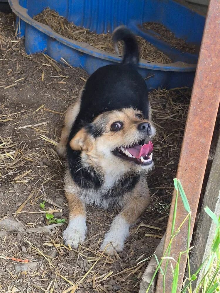 Mochi (Klein - geb. 05/22), female 4yo Mixed Breed for adoption at SOKO Streuner e.V., Bochum