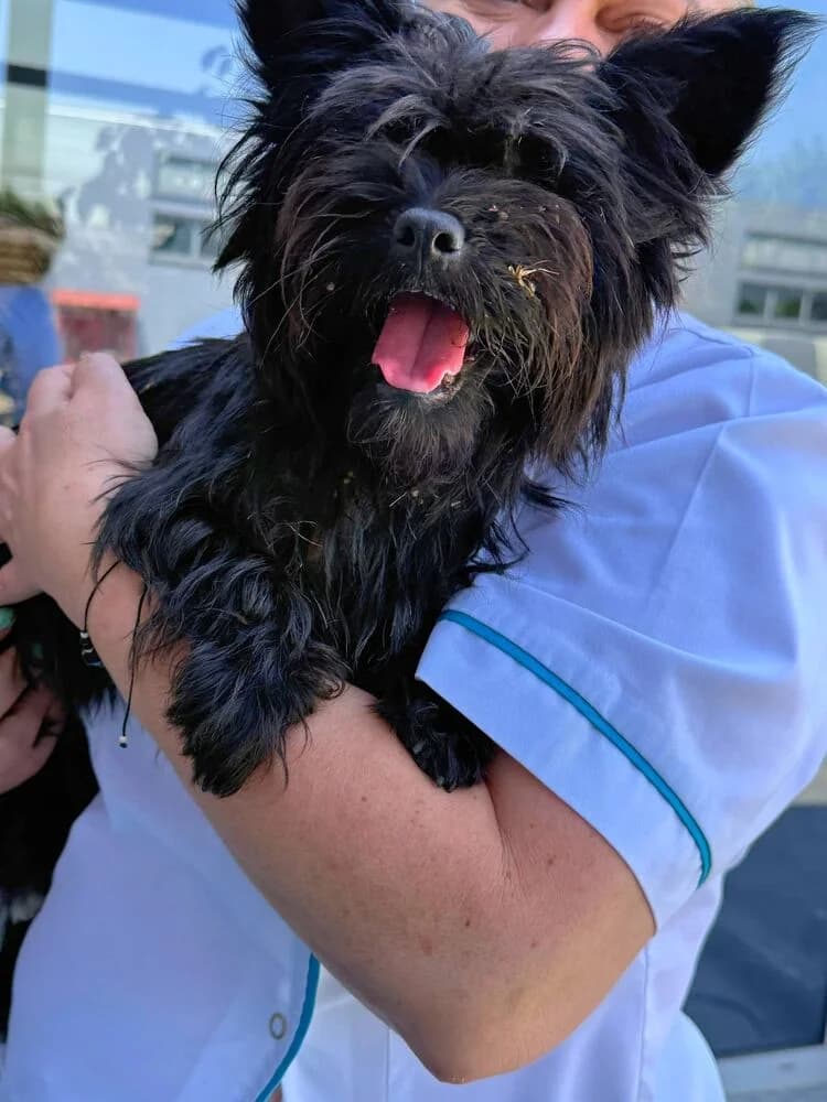 Mura (Klein - geb. 01/25), female 5yo Mixed Breed for adoption at SOKO Streuner e.V., Bochum