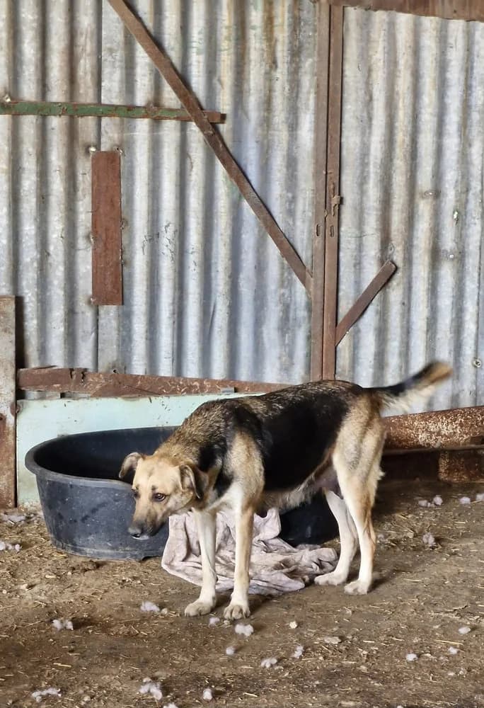 Nina, female 4yo Mixed Breed for adoption at SOKO Streuner e.V., Bochum