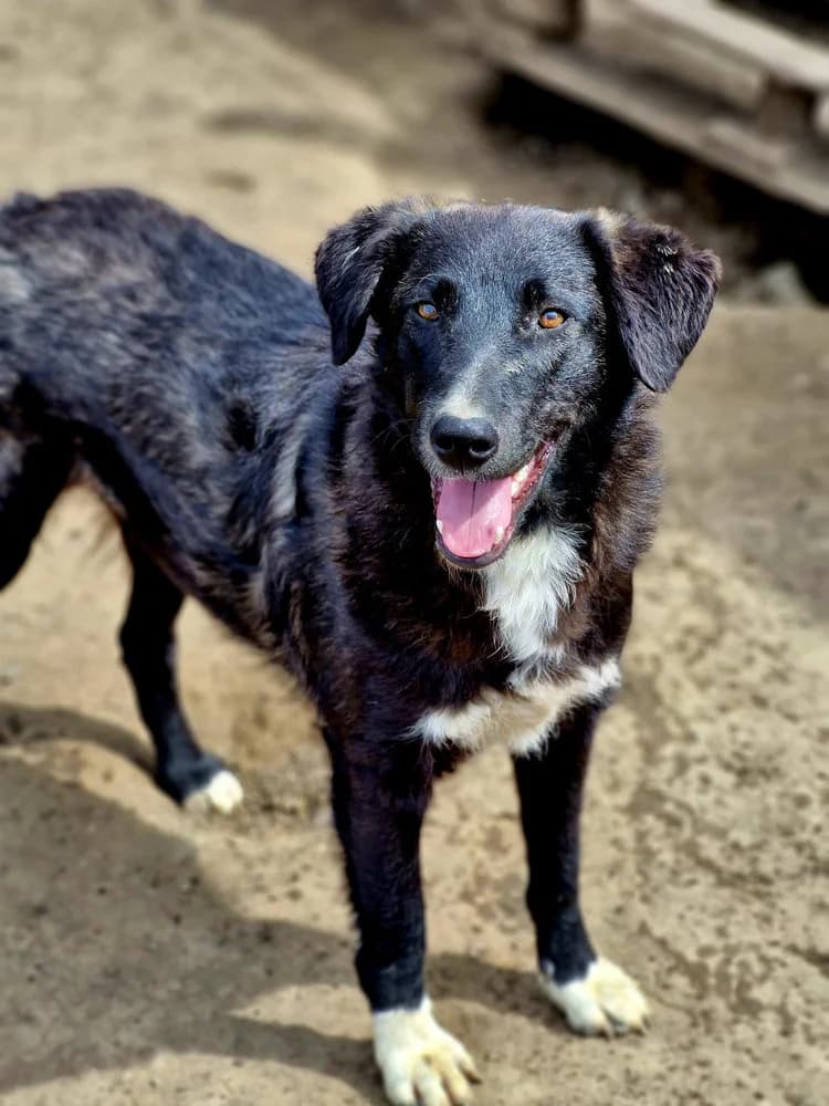 Wayona, female 4yo Mixed Breed for adoption at SOKO Streuner e.V., Bochum