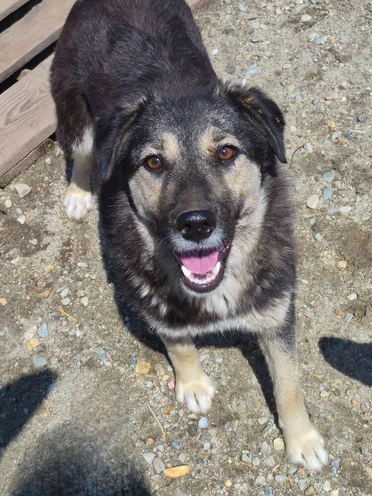 Zoey, female young Mixed Breed for adoption at SOKO Streuner e.V., Bochum