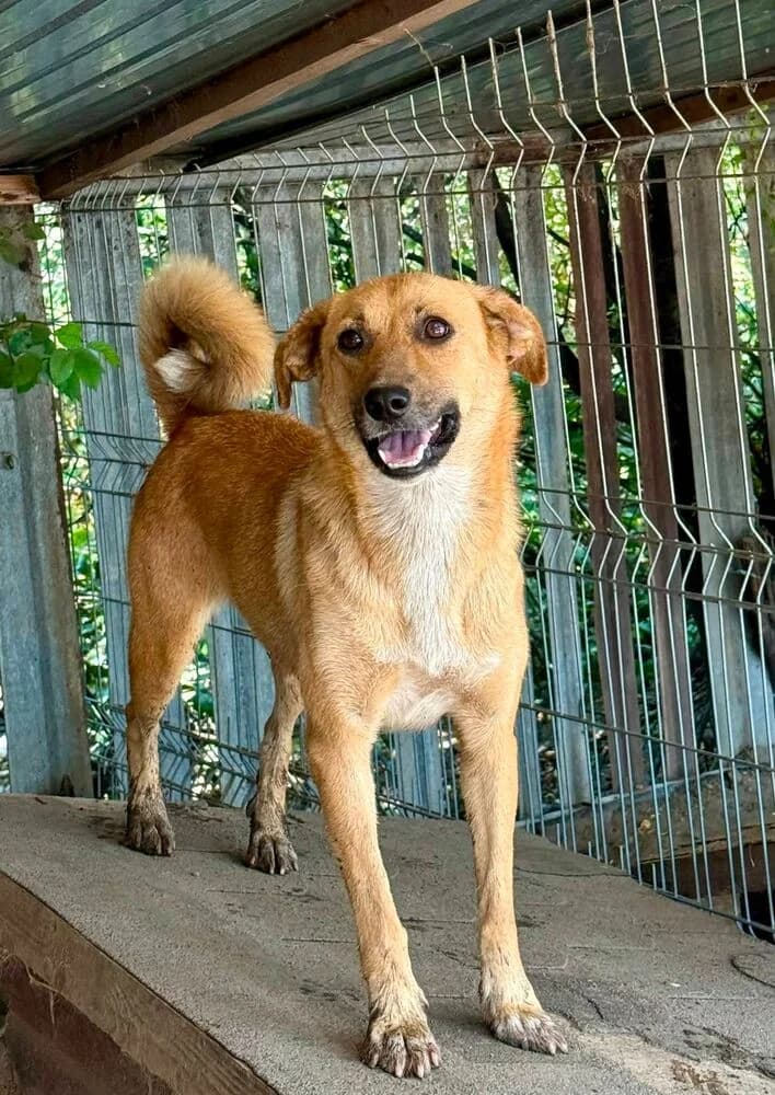 Zulema (Mittelgroß - geb. 12/24), female young Mixed Breed for adoption at SOKO Streuner e.V., Bochum