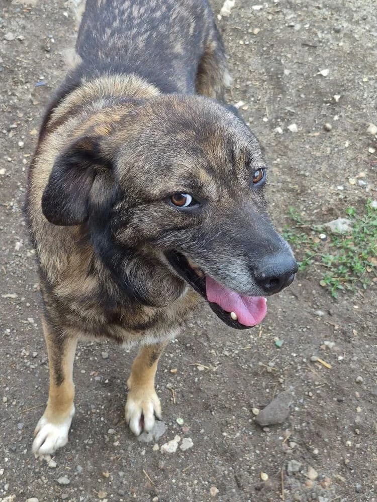 Asterix (Groß - geb. 05/19), male 7yo Mixed Breed for adoption at SOKO Streuner e.V., Bochum