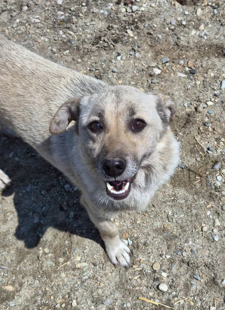 Bosko, male 3yo Mixed Breed for adoption at SOKO Streuner e.V., Bochum