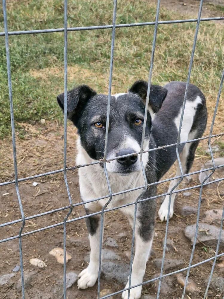 Elio (Mittelgroß - geb. 08/23), male 3yo Mixed Breed for adoption at SOKO Streuner e.V., Bochum