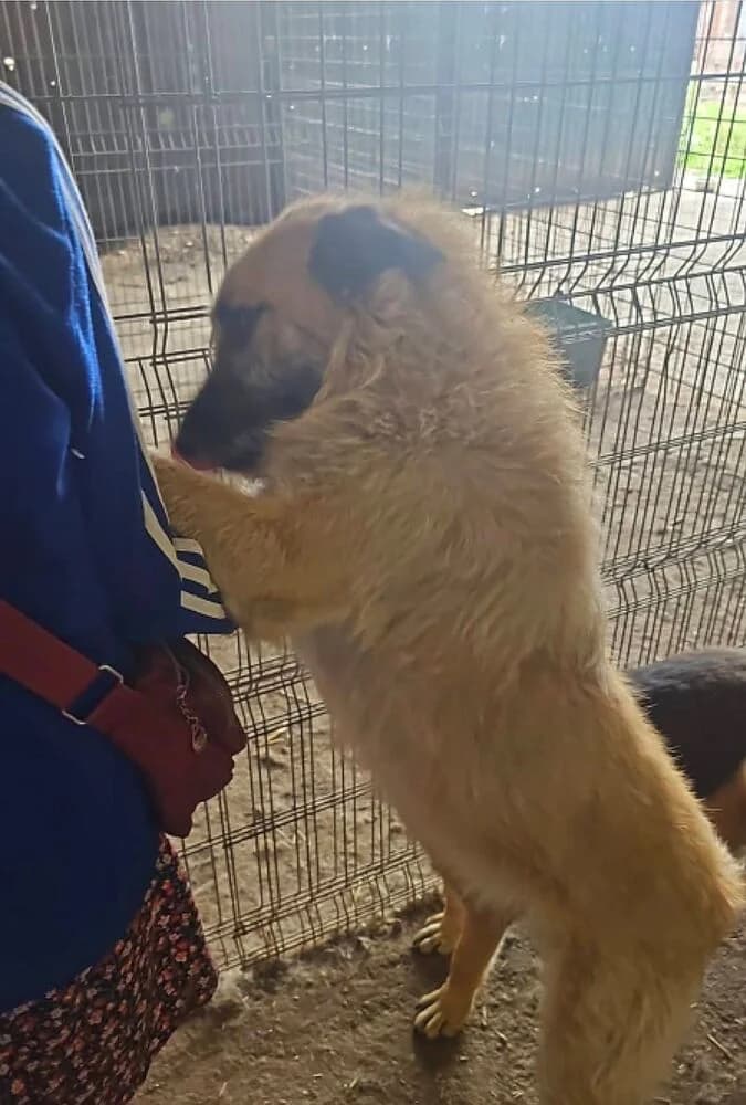 Gatsby (Groß - geb. 01/25), male young Mixed Breed for adoption at SOKO Streuner e.V., Bochum