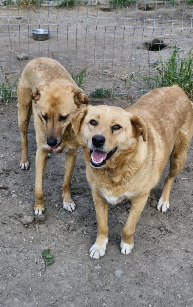 Grogu, male 5yo Mixed Breed for adoption at SOKO Streuner e.V., Bochum