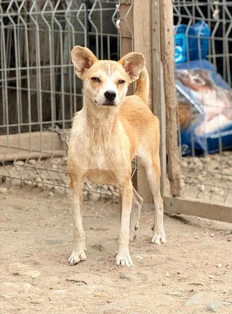 Gruiu (Klein/Mittel - geb. 01/23), male 3yo Mixed Breed for adoption at SOKO Streuner e.V., Bochum