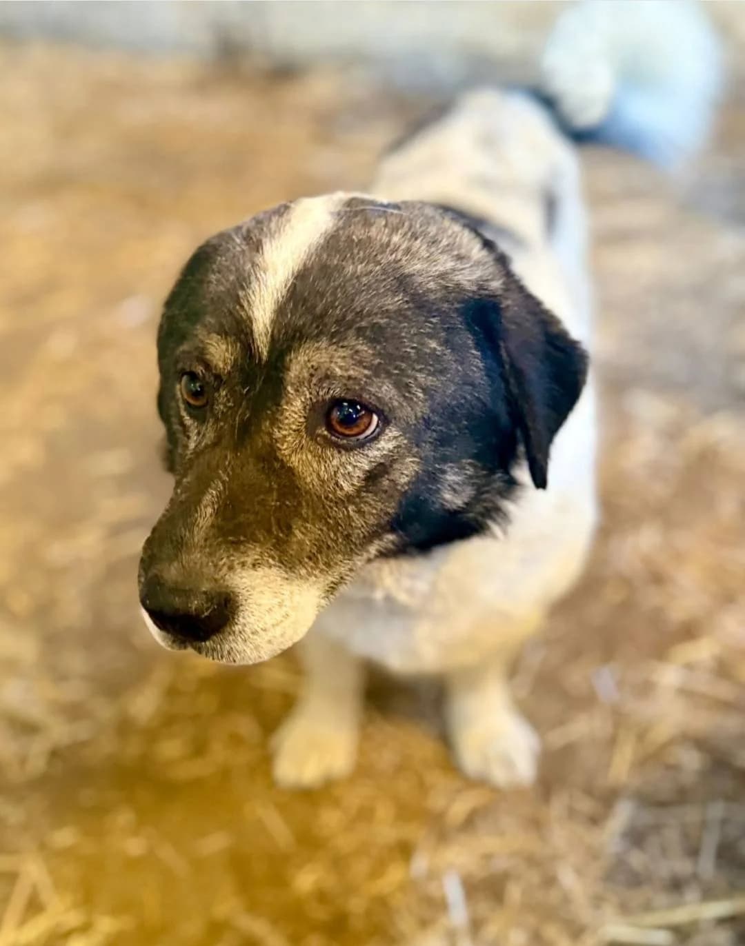Mikruli (Klein - geb. 02/19), male 7yo Mixed Breed for adoption at SOKO Streuner e.V., Bochum