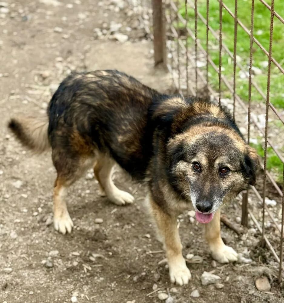 Mortimer, male 6yo Mixed Breed for adoption at SOKO Streuner e.V., Bochum