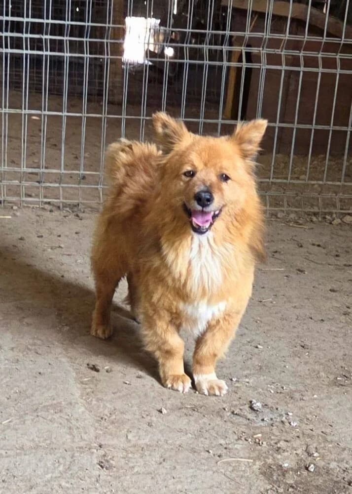 Paddington (Klein - geb. 06/21), male 5yo Mixed Breed for adoption at SOKO Streuner e.V., Bochum