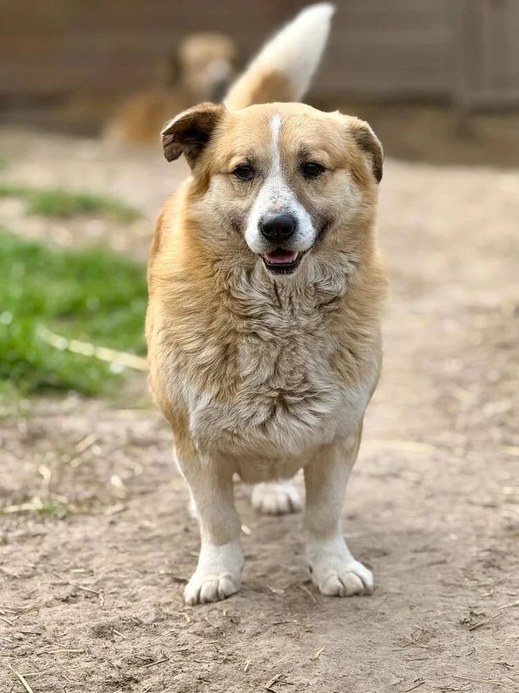 Pitzi, male 5yo Mixed Breed for adoption at SOKO Streuner e.V., Bochum