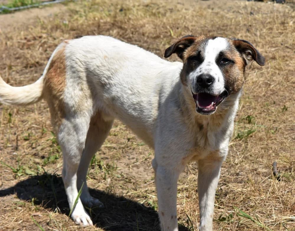 Samu (Groß - geb. 04/22), male Mixed Breed for adoption at SOKO Streuner e.V., Bochum