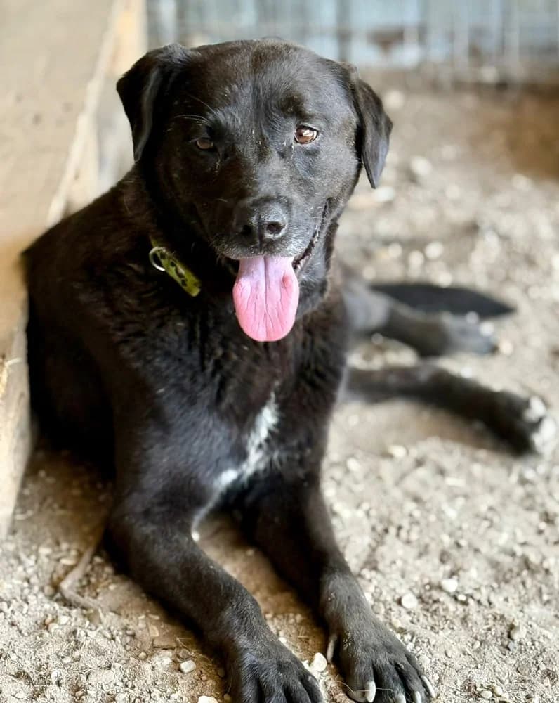 Suerte, male 3yo Mixed Breed for adoption at SOKO Streuner e.V., Bochum