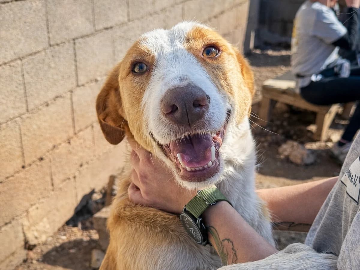 Albero, male 4yo Podenco for adoption at Sonnenpfoten e.V., Lenningen