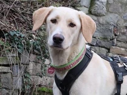 Athenea, female senior Mixed Breed for adoption at Sonnenpfoten e.V., Lenningen