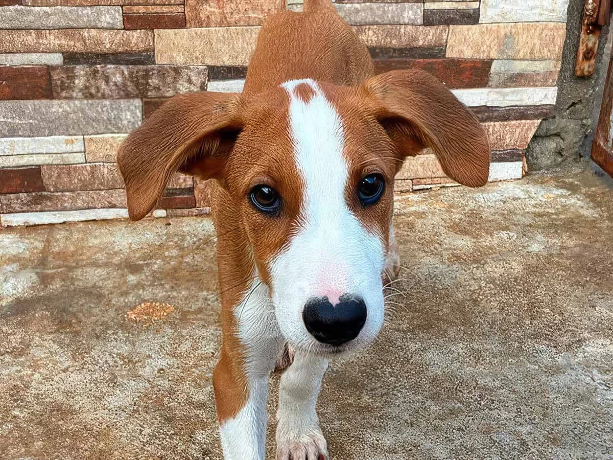 Calippo, male puppy Mixed Breed for adoption at Sonnenpfoten e.V., Lenningen