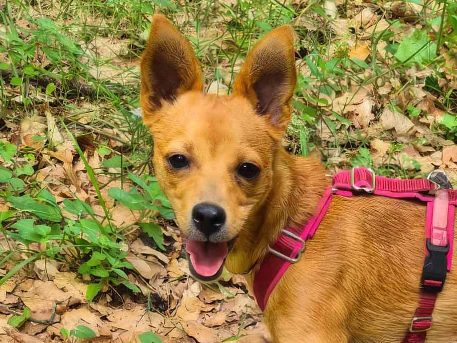 Canela, female puppy Mixed Breed for adoption at Sonnenpfoten e.V., Lenningen