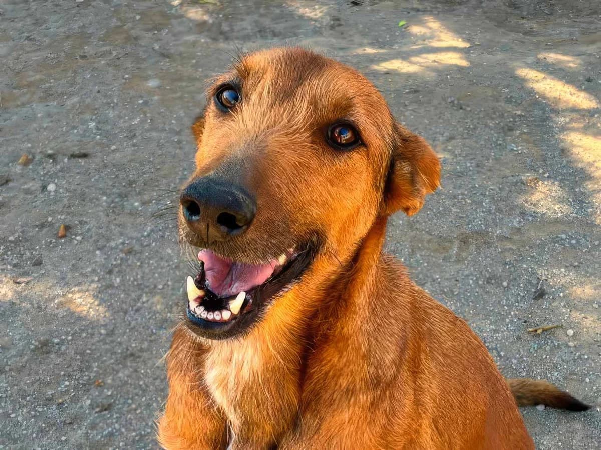 India, female senior Mixed Breed for adoption at Sonnenpfoten e.V., Lenningen
