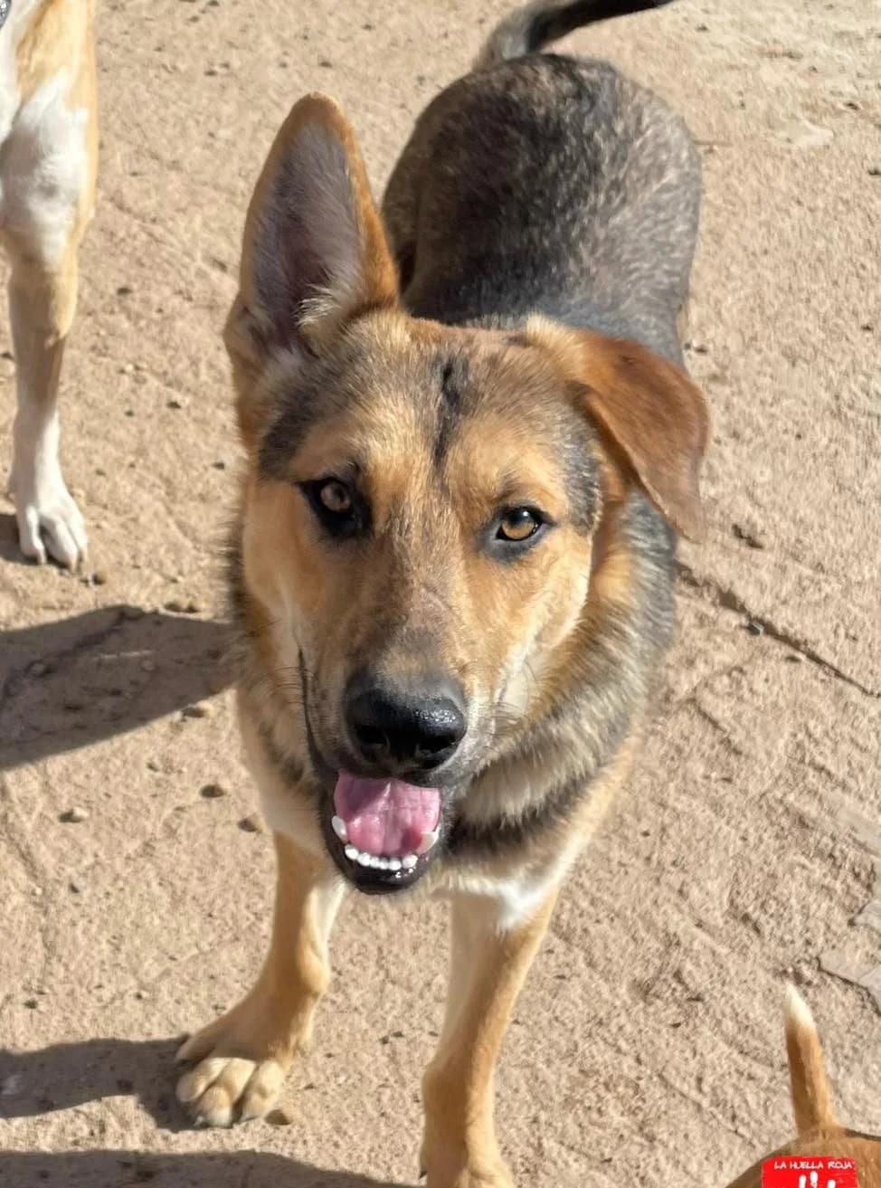 Klein, male 4yo German Shepherd for adoption at Sonnenpfoten e.V., Lenningen