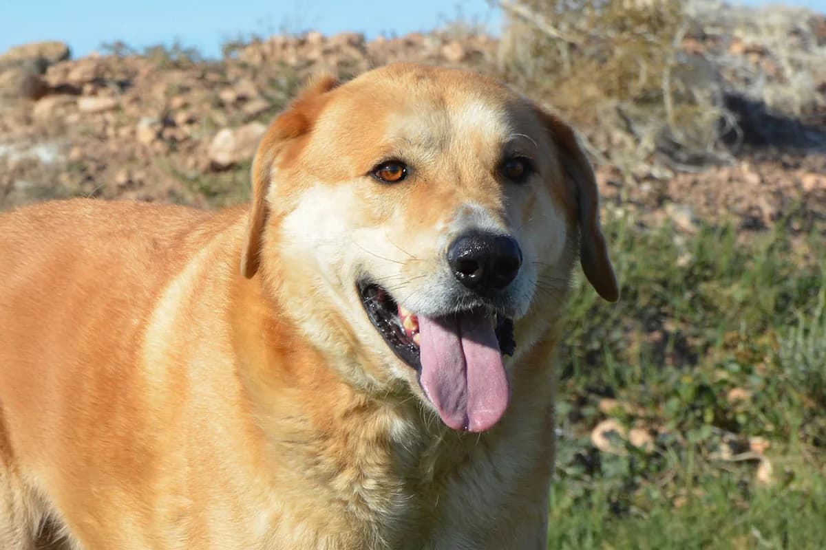 Paolo, male 6yo Mixed Breed for adoption at Sonnenpfoten e.V., Lenningen