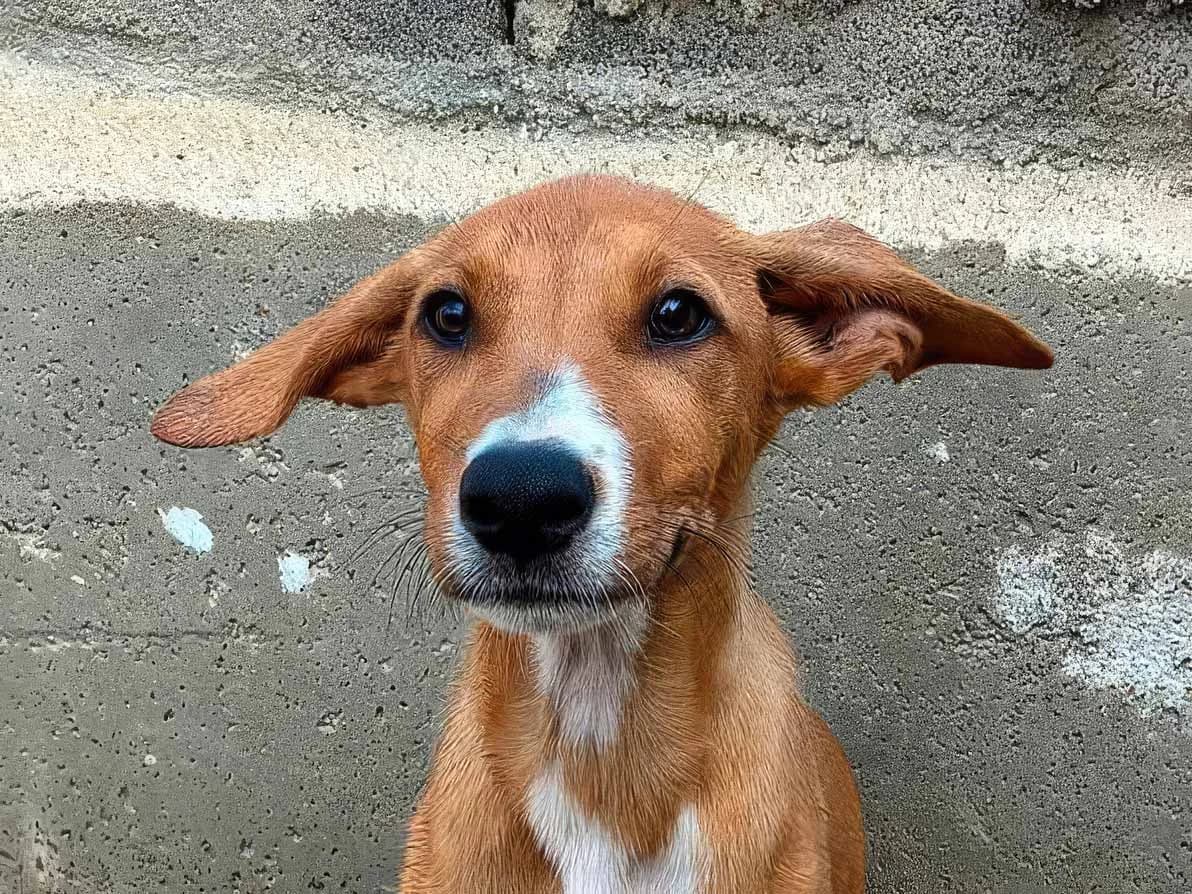 Pirulo, male puppy Mixed Breed for adoption at Sonnenpfoten e.V., Lenningen