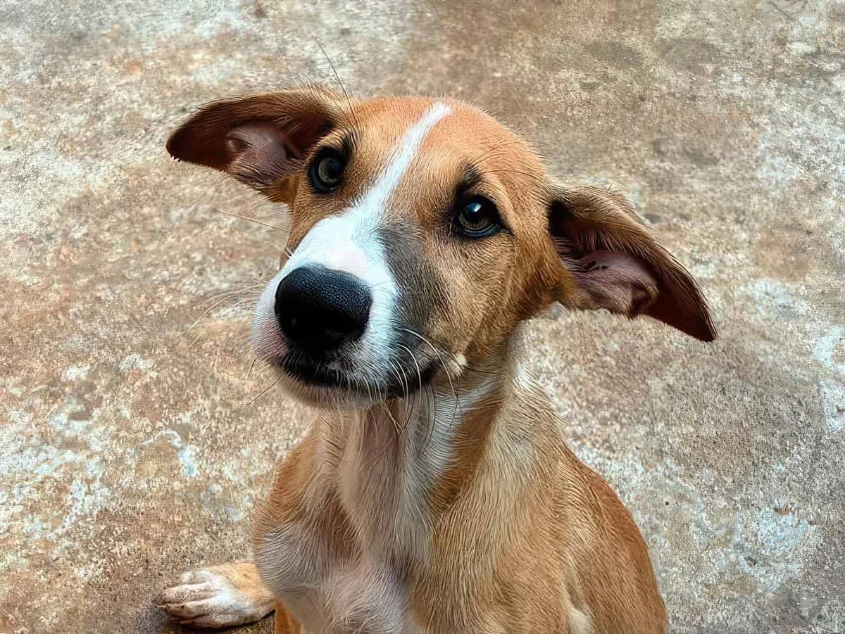 Twister, male puppy Mixed Breed for adoption at Sonnenpfoten e.V., Lenningen