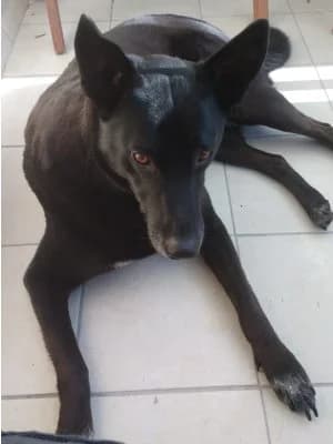 Dulce ist verstorben, puppy mixed breed for adoption at SOS-Dalmatinerrettung e.V., Neustad