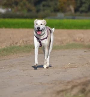 Fleur ist verstorben, weiß young mixed breed for adoption at SOS-Dalmatinerrettung e.V., Neustad