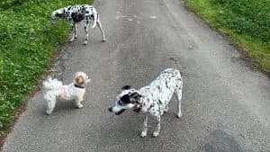 LeeLoo ist verstorben, puppy mixed breed for adoption at SOS-Dalmatinerrettung e.V., Neustad