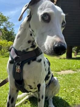 Cassie ist vermittelt, puppy mixed breed for adoption at SOS-Dalmatinerrettung e.V., Neustad