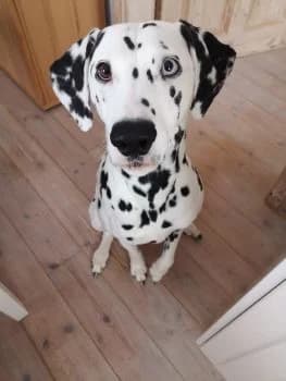 Lu ist vermittelt, senior mixed breed for adoption at SOS-Dalmatinerrettung e.V., Neustad