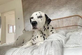 Pongo der 7. ist vermittelt, senior mixed breed for adoption at SOS-Dalmatinerrettung e.V., Neustad