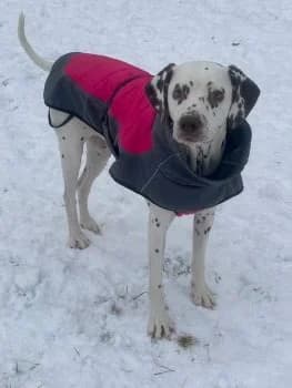 Keala ist vermittelt, 5yo mixed breed for adoption at SOS-Dalmatinerrettung e.V., Neustad