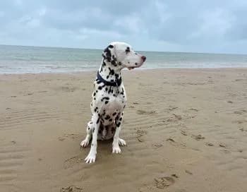 Carl, 6yo mixed breed for adoption at SOS-Dalmatinerrettung e.V., Neustad