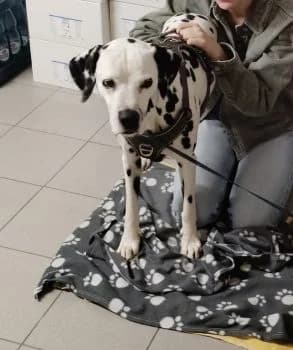 Ivo ist vermittelt, 7yo mixed breed for adoption at SOS-Dalmatinerrettung e.V., Neustad